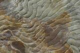 Pennsylvanian, Fossil Microbial Mat - Oklahoma #77907-3